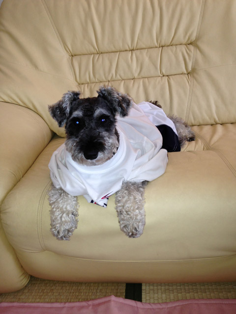 20130629puppy 20130629puppy